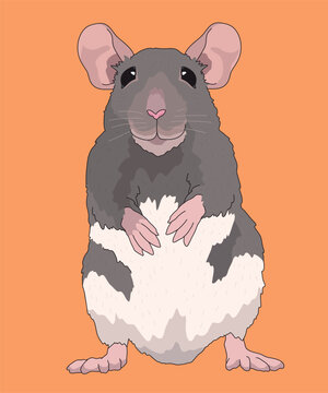 Rat Rats White Grey Fur Standing Front View
