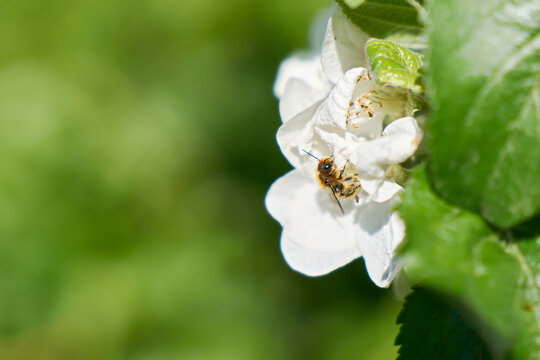 Wildbiene an einer Apfelbaum Blüte im Frühling mit Textfreiraum auf der linken Seite des Bildes