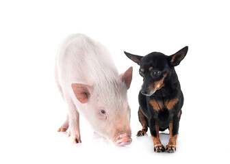 miniature pinscher and pig in studio