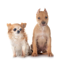 puppy american pit bull terrier with chihuahua