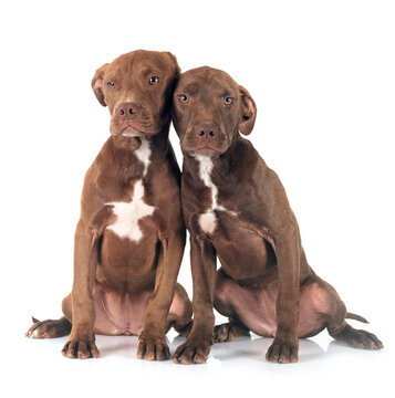 puppies american pitbull terrier