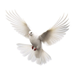Naklejka premium White dove flying in the air in freedom symbolizing peace on an isolated background