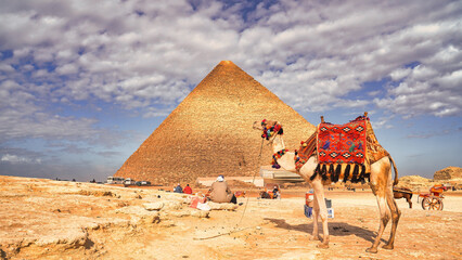 A Beautiful richly bedecked camel waits for riders in front of the Great Pyramid of Khufu on the...