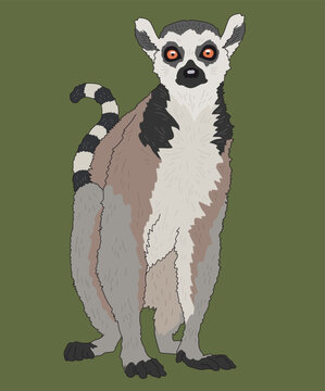 Lemur Ring-Tailed Lemurs Front View