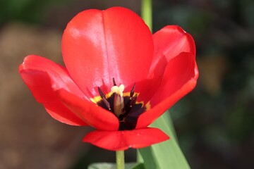 rote Tulpe mit geöffneter Blüte