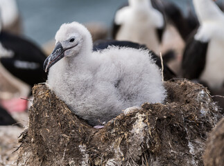 Albatros Küken sitzend im Nest 