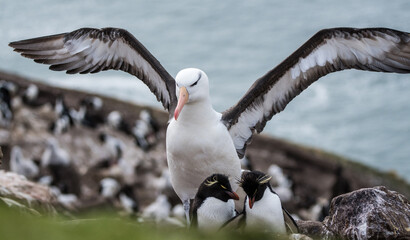 Albatros mit ausgebreiteten Flügeln - obrazy, fototapety, plakaty