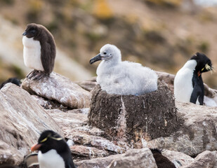 Albatros Küken sitzend im Nest  - obrazy, fototapety, plakaty