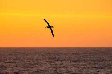 Albatros im orangen Himmel in der Antarktis