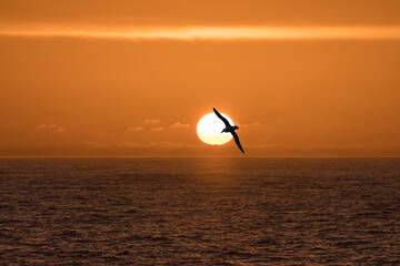 Sonnenuntergang in der Antarktis mit Albatros vor der Sonne