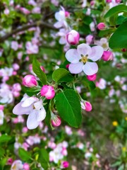 apple tree blossom in spring