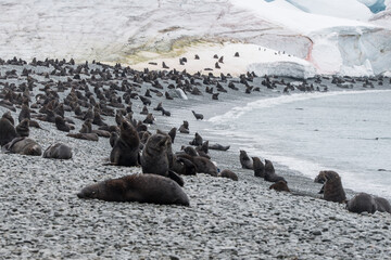 viele Pelzrobben am steinigen Strand in der Antarktis