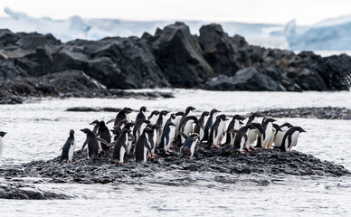 Gruppe von Adeliepinguinen auf einem Felsen in der Antarktis