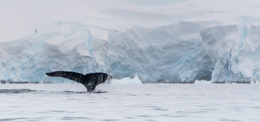 Fluke eines Buckelwals in antarktischer Landschaft mit Eisbergen