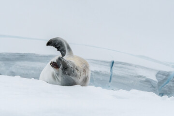 winkende Krabbenfresser Robbe in derf Antarktis