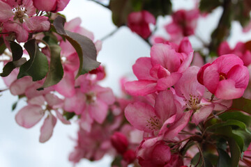  apple tree with pink flowers, blooming trees in spring, delicate flowers on trees close-up