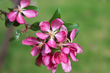  apple tree with pink flowers, blooming trees in spring, delicate flowers on trees close-up