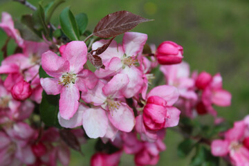 Fototapeta na wymiar apple tree with pink flowers, blooming trees in spring, delicate flowers on trees close-up