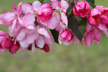 apple tree with pink flowers, blooming trees in spring, delicate flowers on trees close-up