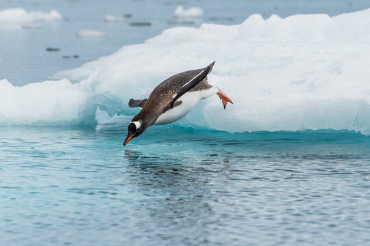 Eselspinguin springe von einer Eisscholle ins Meer