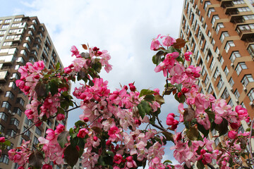 flowers in the city, pink flowers on a building, pink blossom in spring
