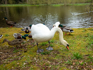 Mute swan with ducks on the edge of a pond