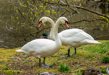 Pair of mute swans on the grass