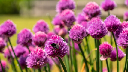 Bourdon et ciboulette © Alexandre