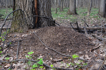 an anthill under the tree in the forest isolated   