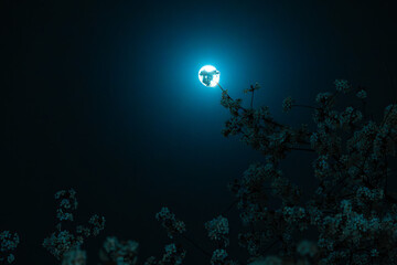 night sky with moon and cherry tree