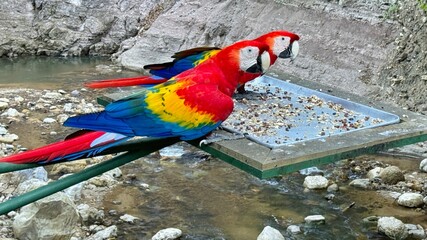 Colorful scarlet macaws in Macaw Mountain Bird Park in Honduras