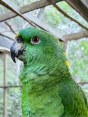 Beautiful yellow-crowned parrot in Macaw Mountain Bird Park in Honduras