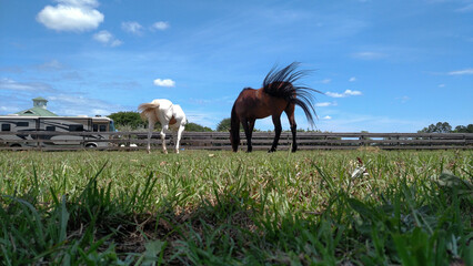 Two Horse Buddies Grazing