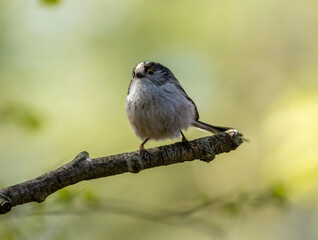 Fototapeta premium Cute little long tailed tit perched on a branch with natural background