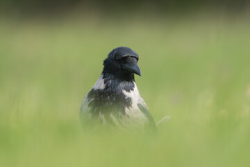 Hooded crow - Corvus corone - standing in green meadow with green grass in background. Photo from Lubusz Voivodeship in Poland.