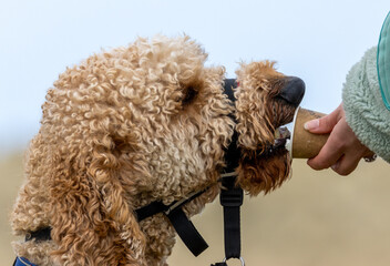 Poodle enjoying a pup cup treat