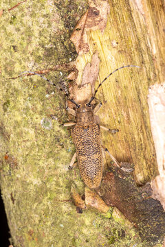 Gro&szlig;er Pappelbock, Saperda carcharias ,Remscheid, Natur-Schule Grund, 18.08.2023