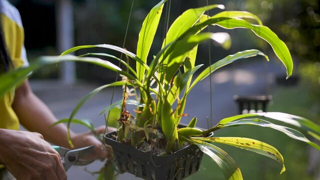Greenhouse for breeding rare orchids.