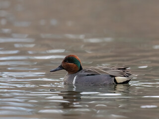 Male Green-winged Teal swimming on the pond