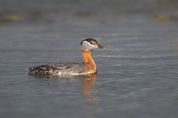 Red Necked Grebe swimming in blue water in the lake