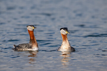 Red Necked Grebes swimming in blue water of the lake during mating season 