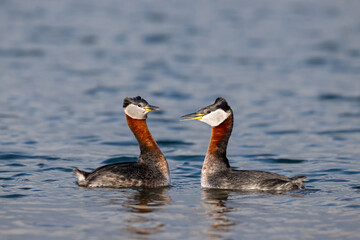 The Courtship Display of Red Necked Grebes  in the lake