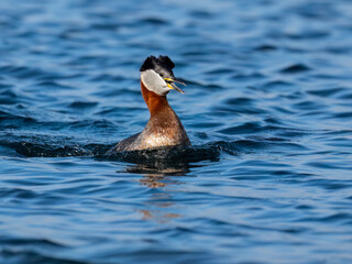 Fototapeta premium Red Necked Grebe swimming in blue water of the lake