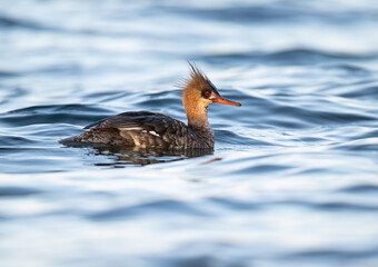 Female Red-breasted Merganser swimming in the lake