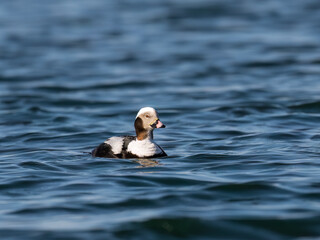 Naklejka premium Long-tailed Duck swimming in the lake
