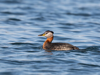 Fototapeta premium Red Necked Grebe swimming in blue water of the lake