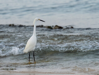 Snowy Egret fishing on the beach of Caribbean sea
