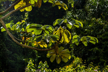 Embauba-do-brejo, Cecropia pachystachya, in Brazil. It belongs to the stratum of pioneer plants of...