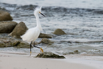Snowy Egret fishing on the rocky beach of Caribbean sea