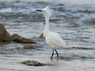 Snowy Egret fishing on the rocky beach of Caribbean sea